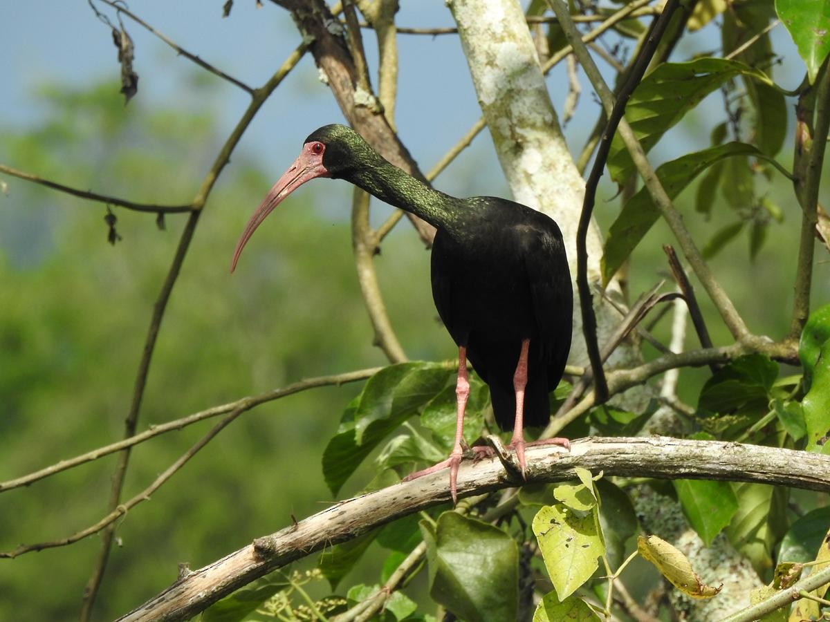 Bare-faced Ibis - ML635443246