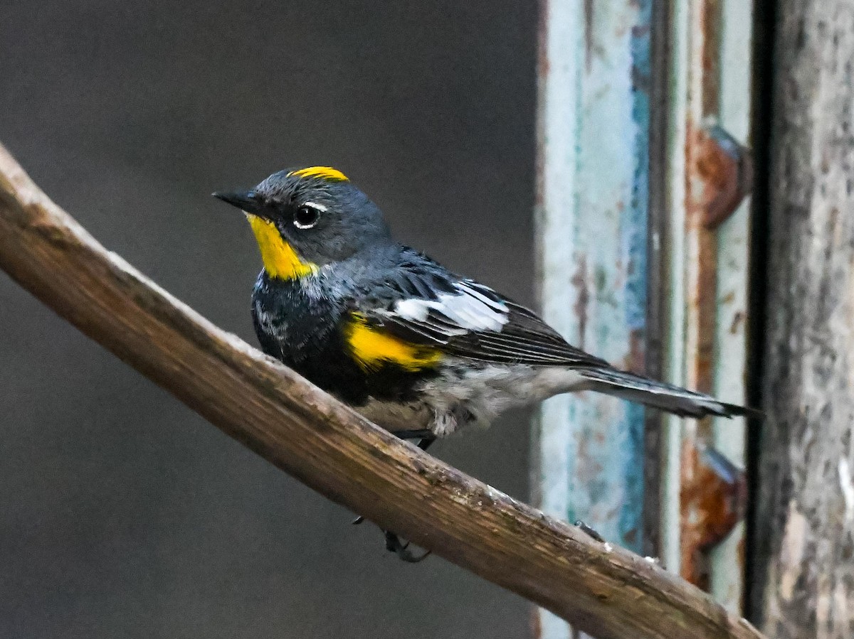 Yellow-rumped Warbler (Audubon's) - ML635443254