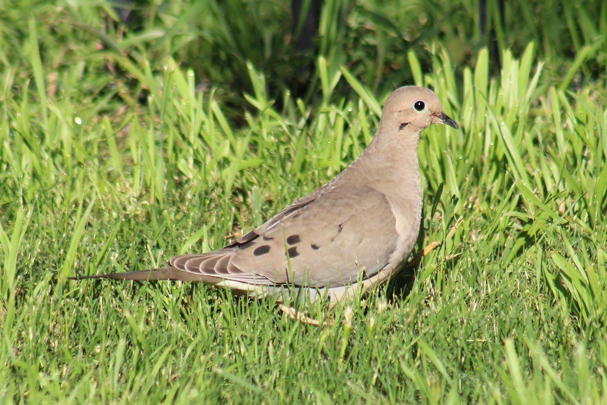 hrdlička karolínská - ML635443257