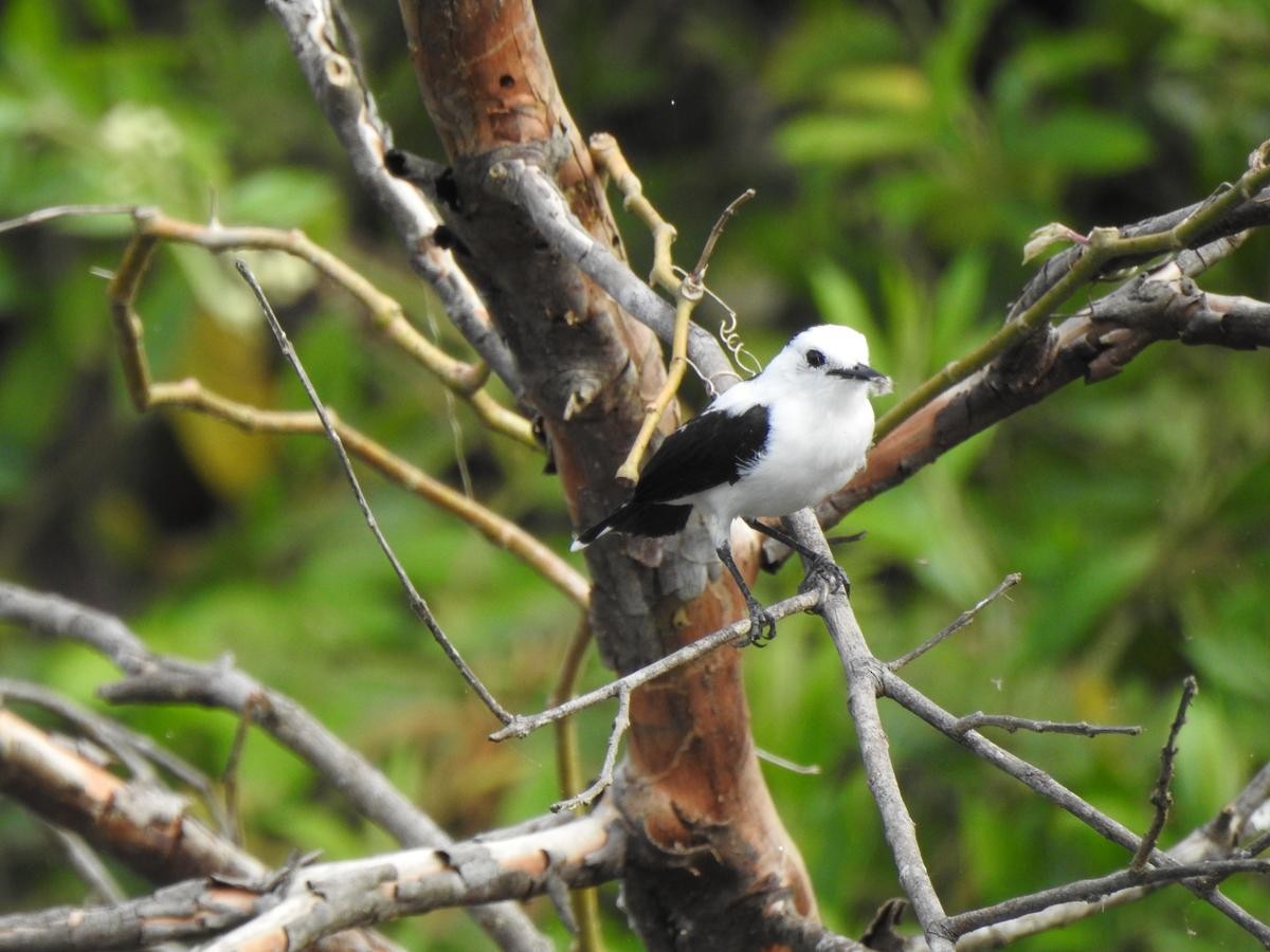 Pied Water-Tyrant - ML635443286