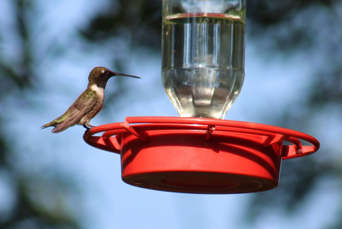 kalypta černobradá - ML635443299