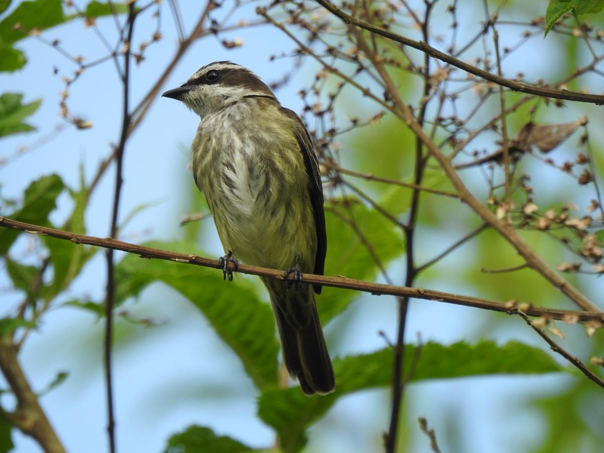 Piratic Flycatcher - ML635443301