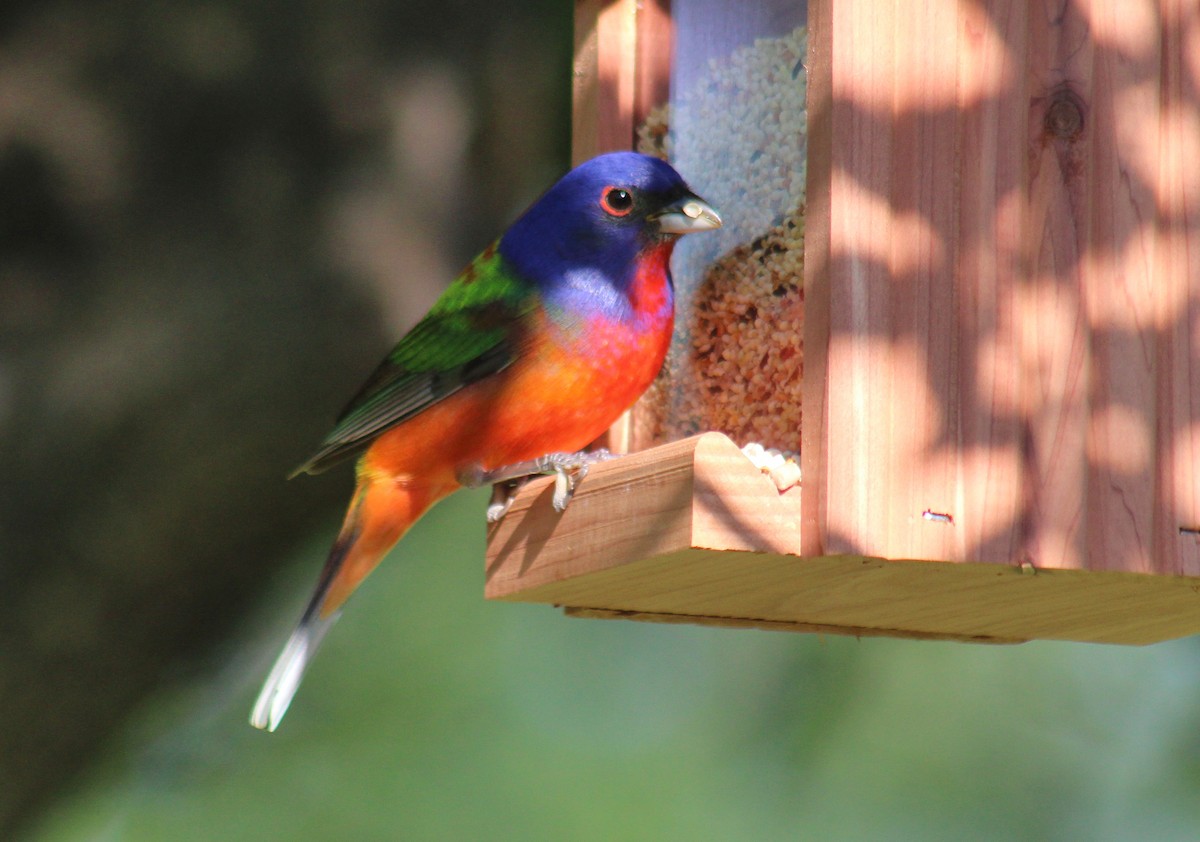 papežík zelenohřbetý - ML635443335