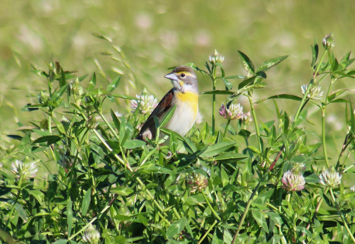 papežík americký - ML635443353