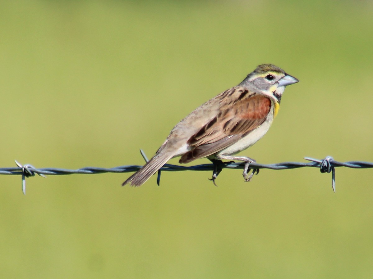 papežík americký - ML635443375