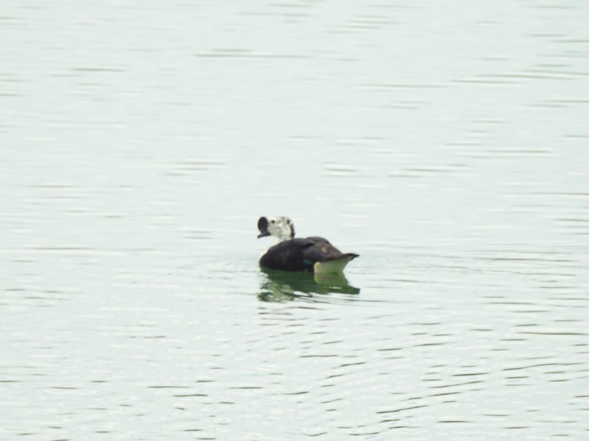 Comb Duck - ML635443403