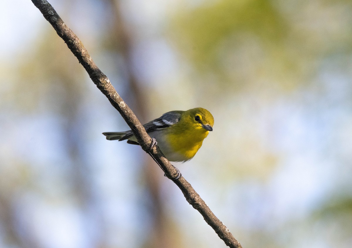 Yellow-throated Vireo - ML635443404