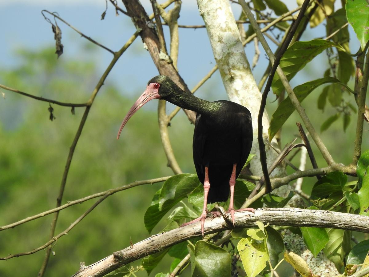 Bare-faced Ibis - ML635443412