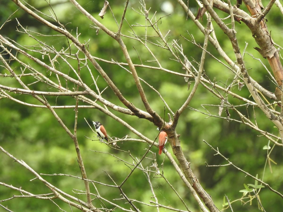 Tricolored Munia - ML635443436