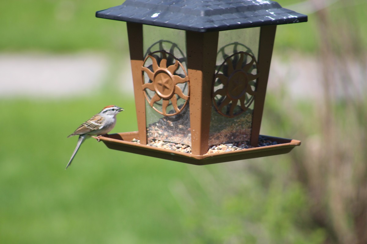 Chipping Sparrow - ML635443492