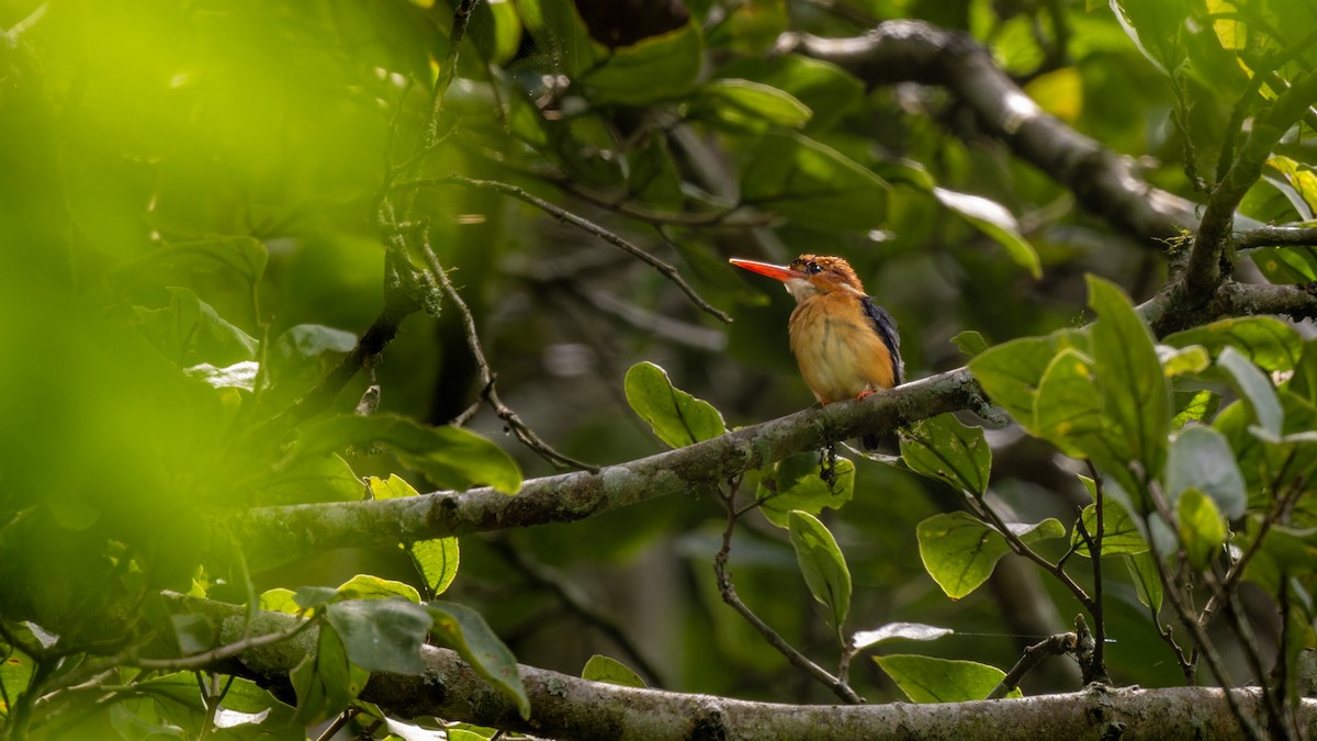 African Dwarf Kingfisher - ML635443494