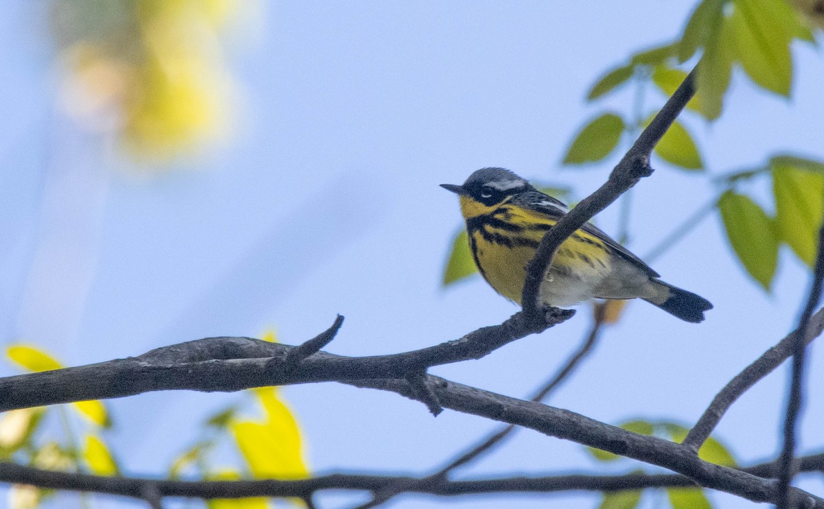 Magnolia Warbler - ML635443530