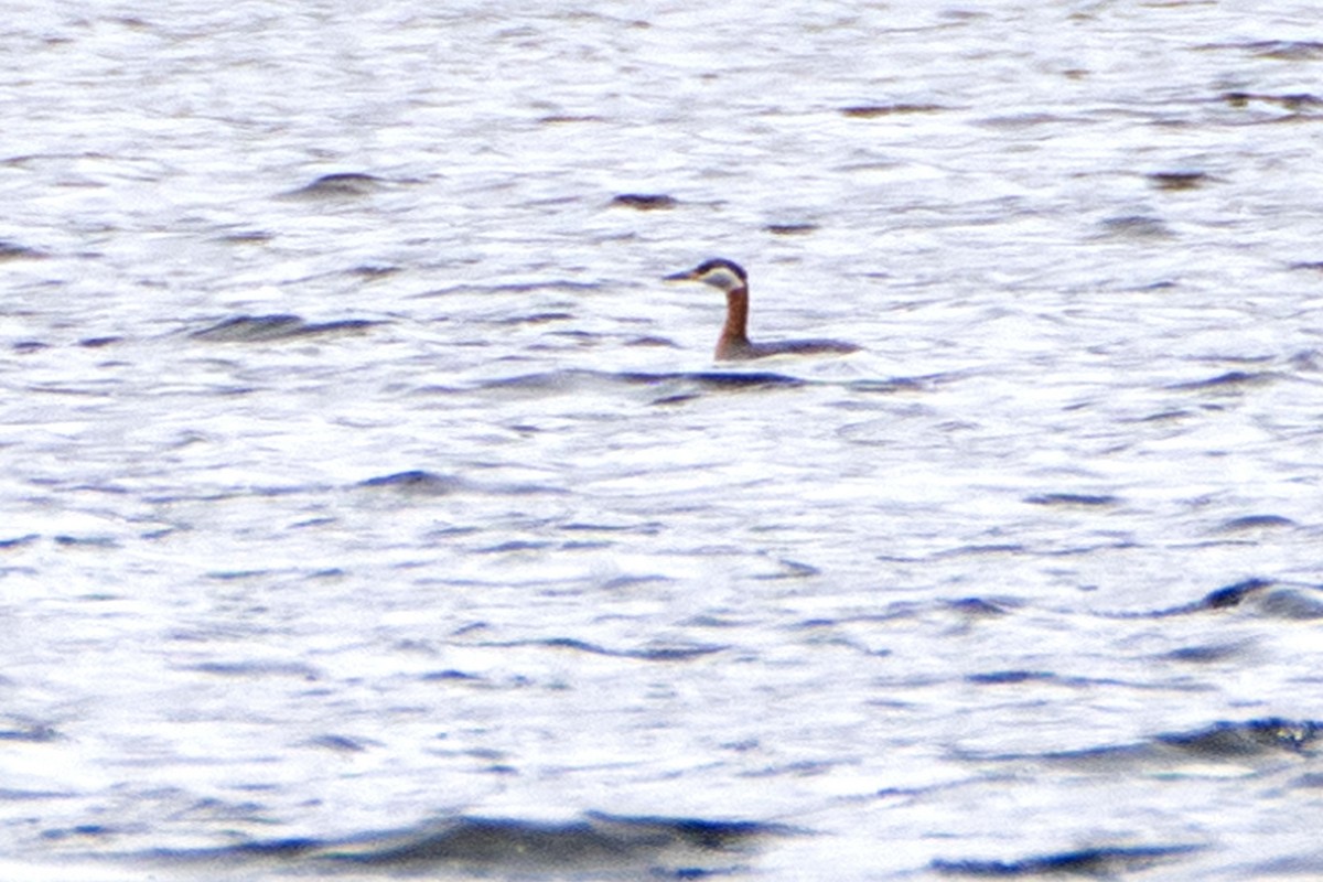 Red-necked Grebe - ML635443540