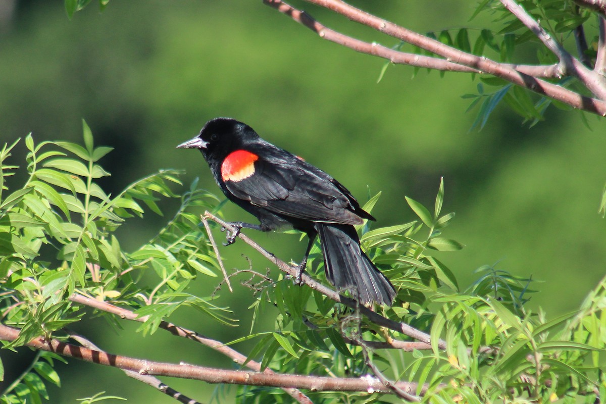 vlhovec hnědohlavý - ML635443554