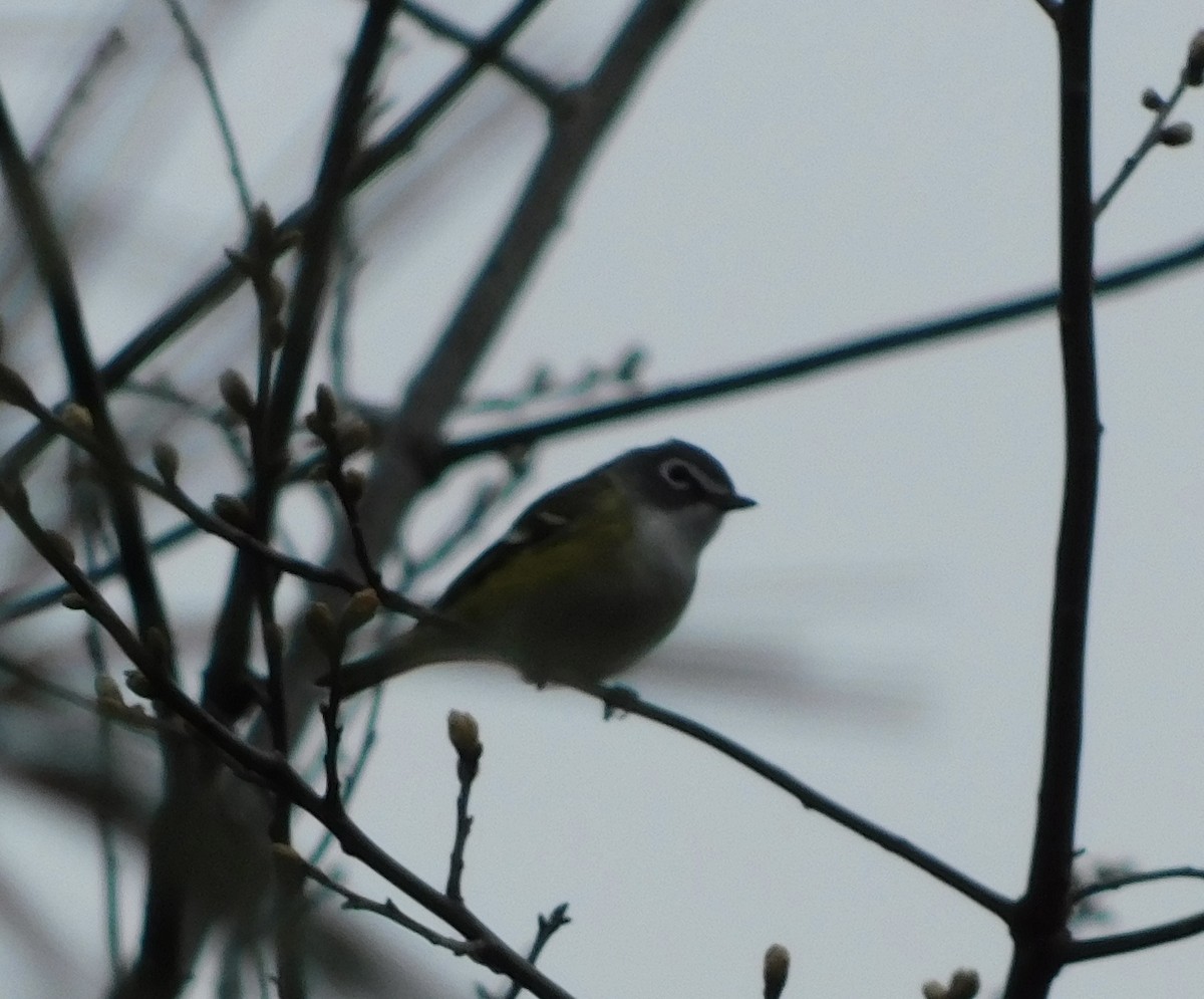 Blue-headed Vireo - ML635443612