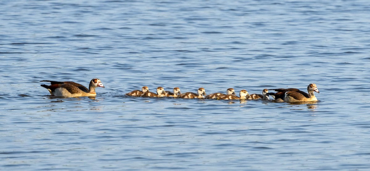 Egyptian Goose - ML635443630