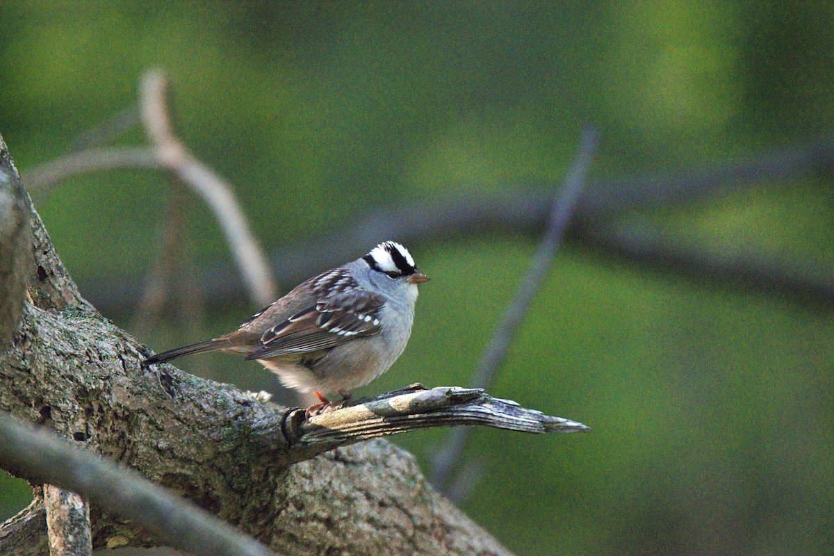 White-crowned Sparrow - ML635443656