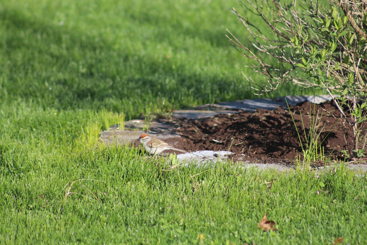 Chipping Sparrow - ML635443659