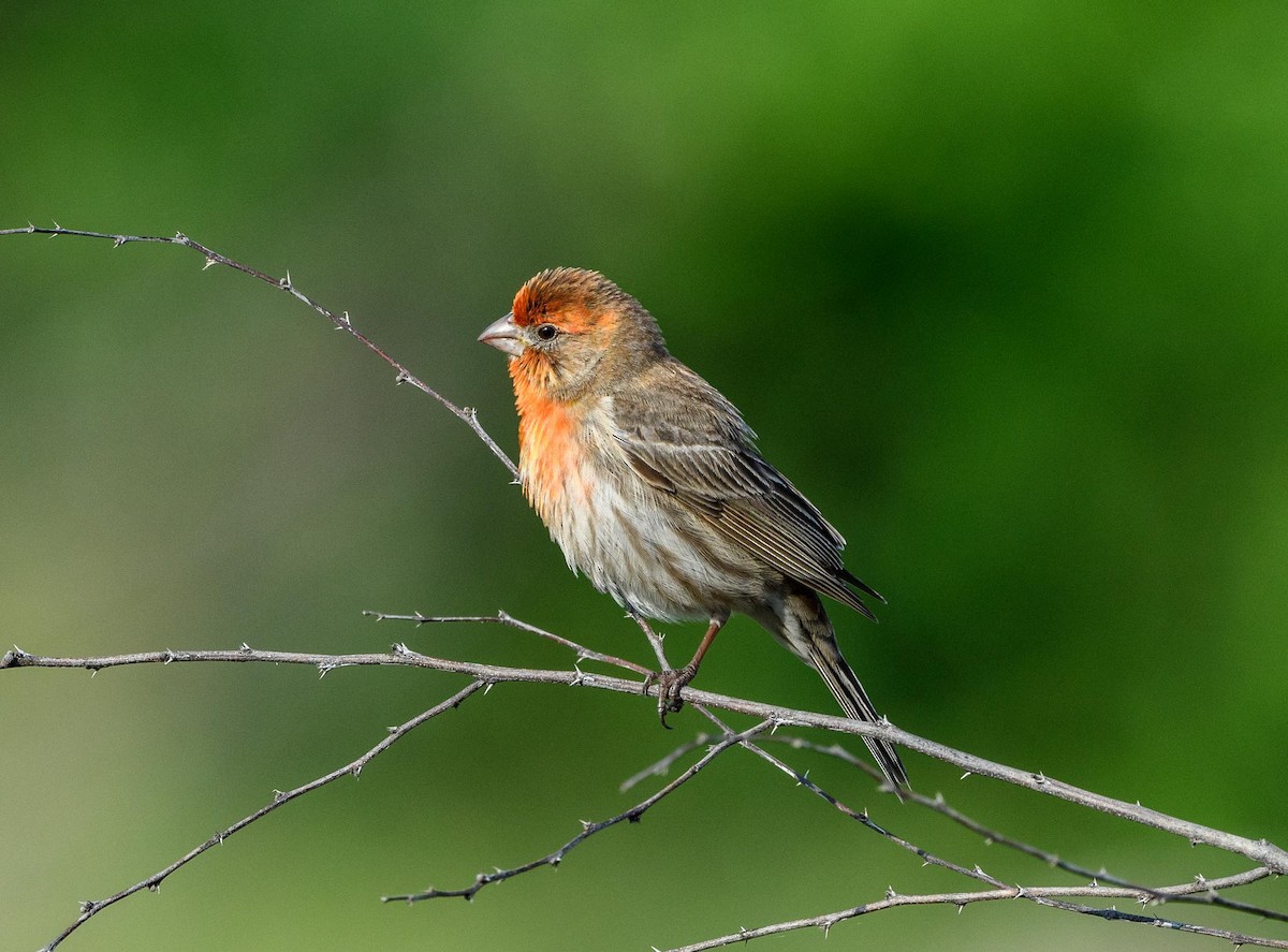 House Finch - ML635443691