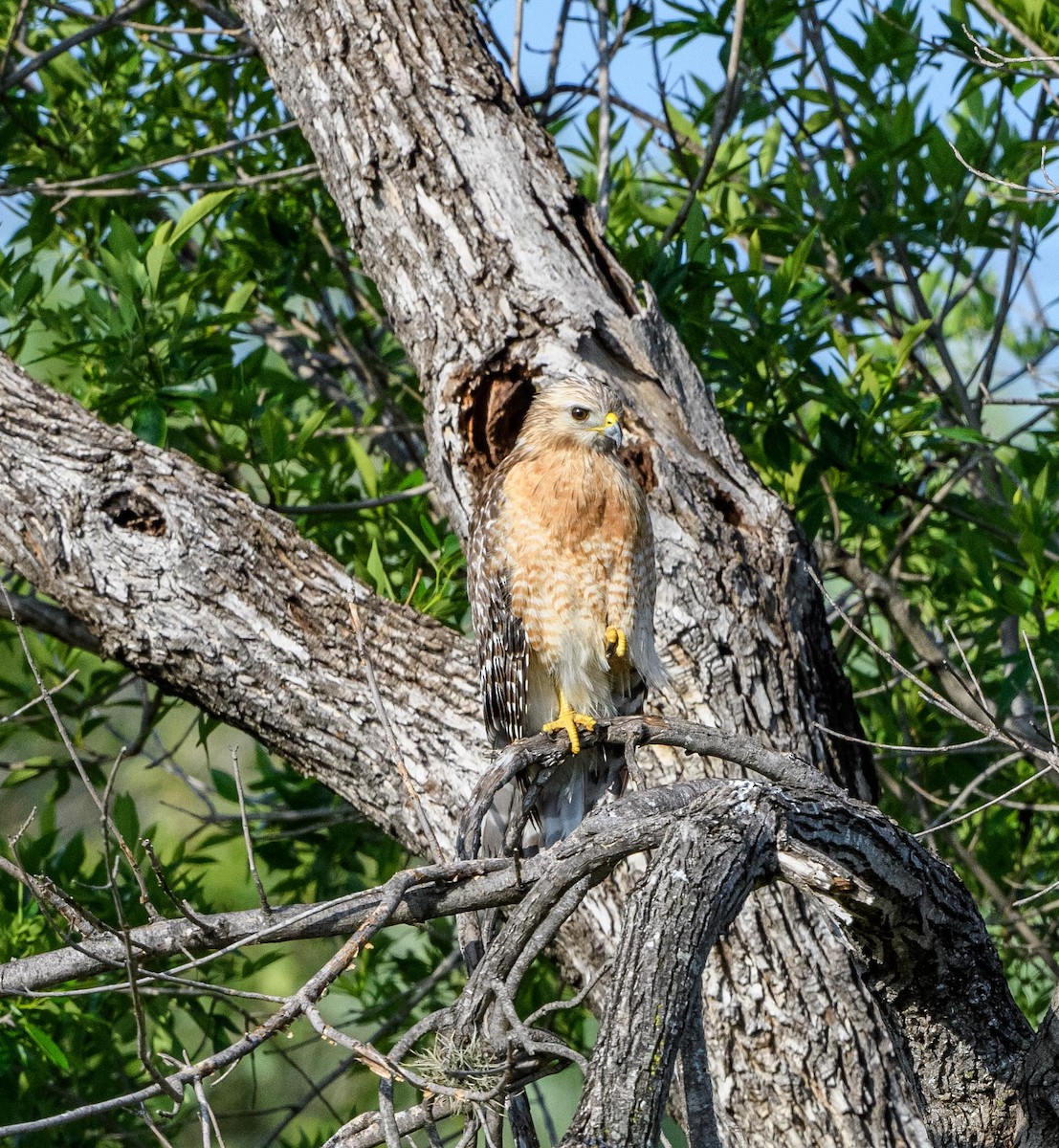Red-shouldered Hawk - ML635443741