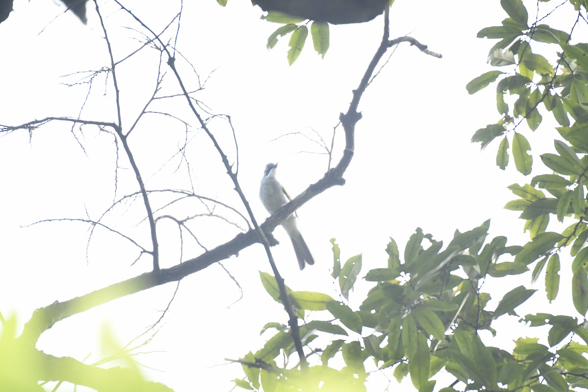 Ashy Bulbul - ML635443754