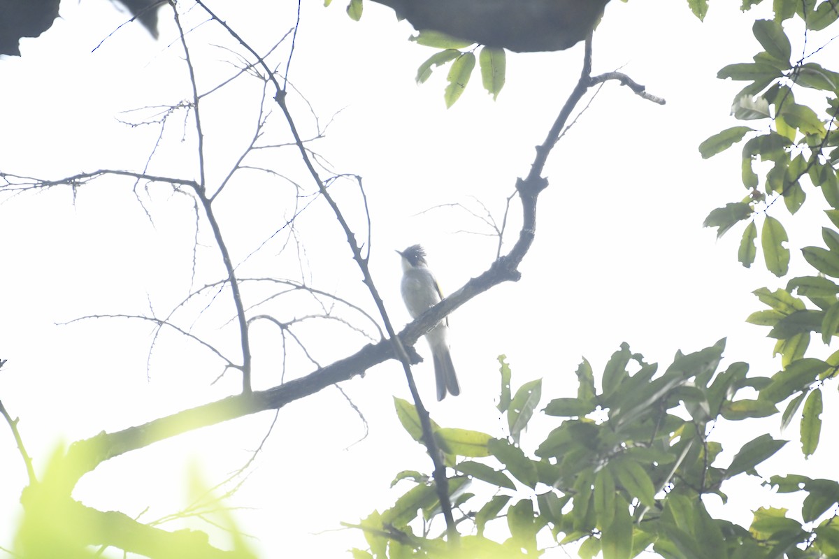 Ashy Bulbul - ML635443755