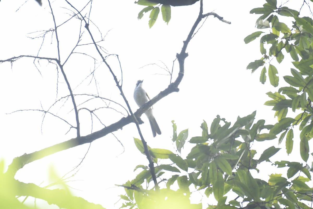 Ashy Bulbul - ML635443756