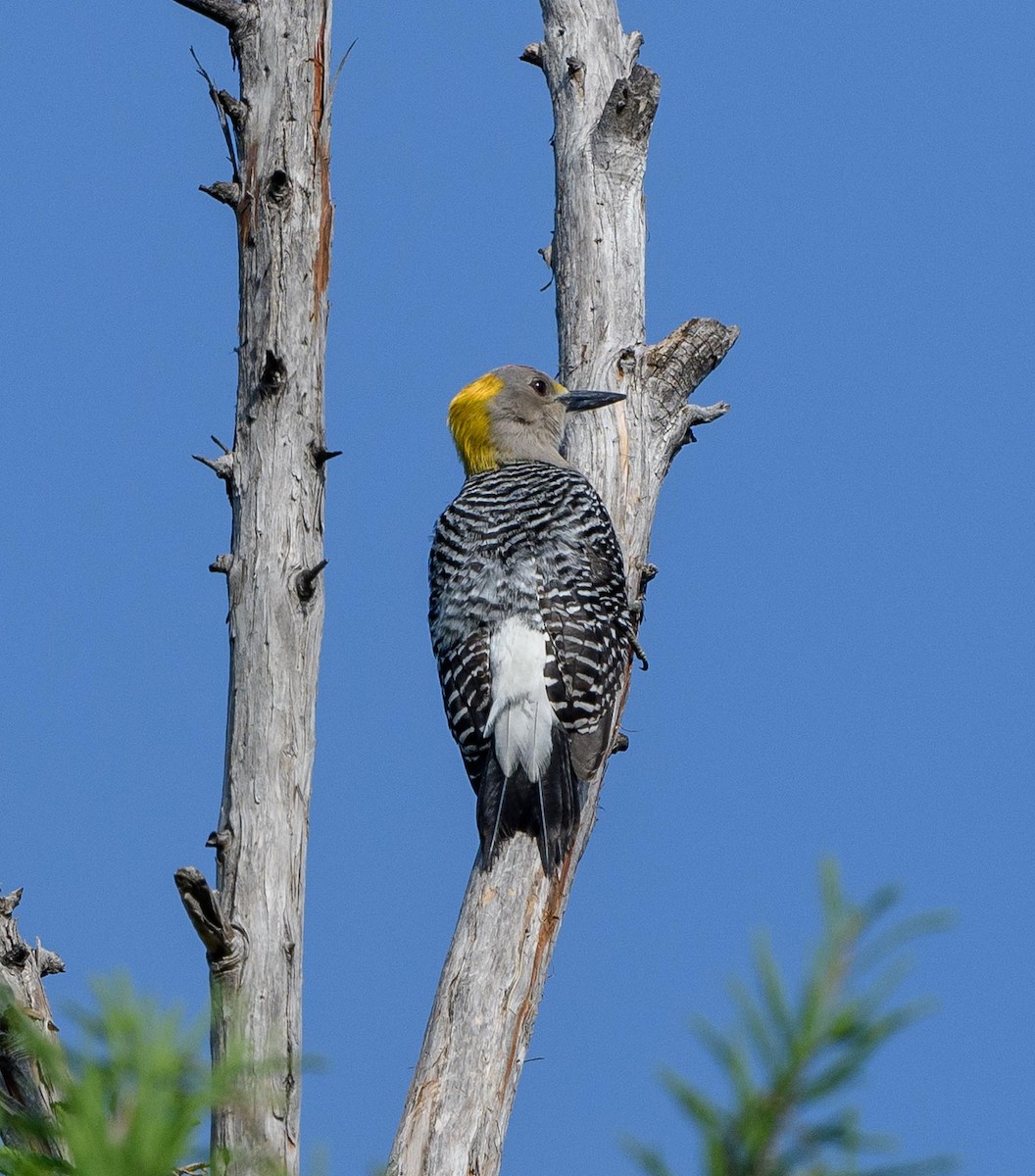 Golden-fronted Woodpecker - ML635443825