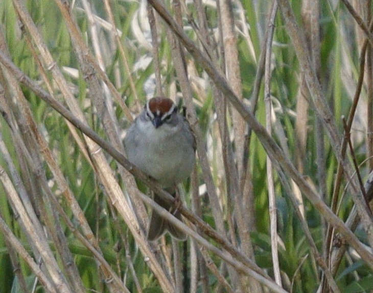 Chipping Sparrow - ML635443841