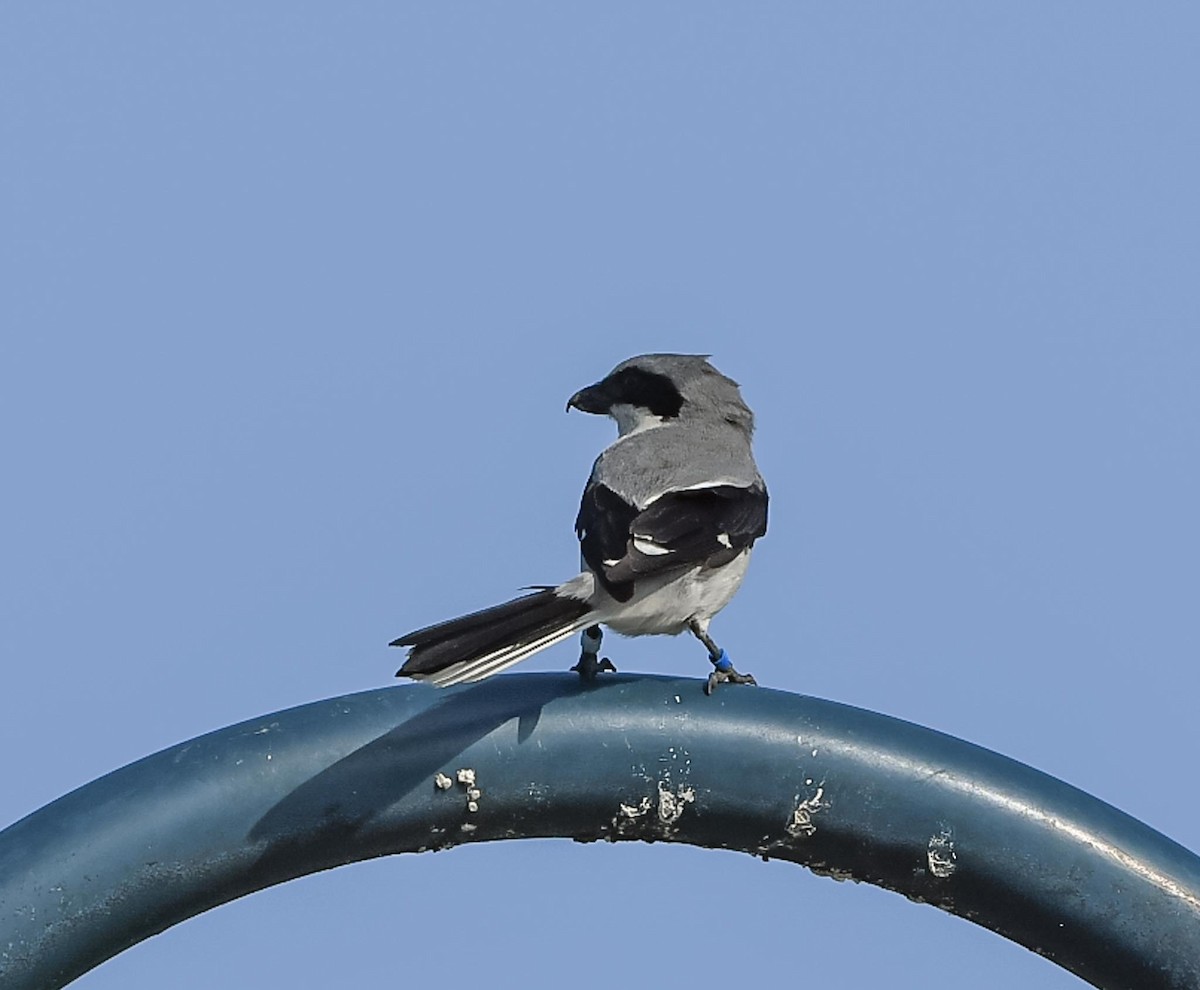 Loggerhead Shrike - ML635443851