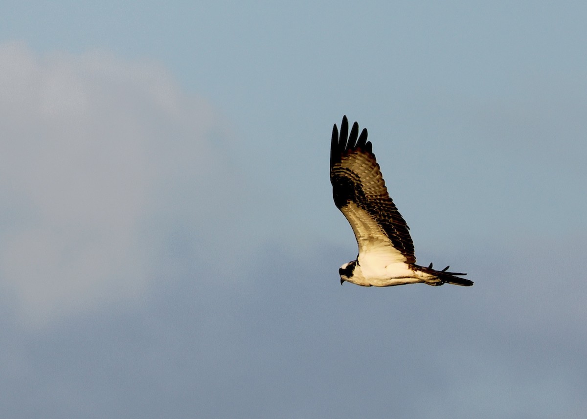 Osprey - ML635443976
