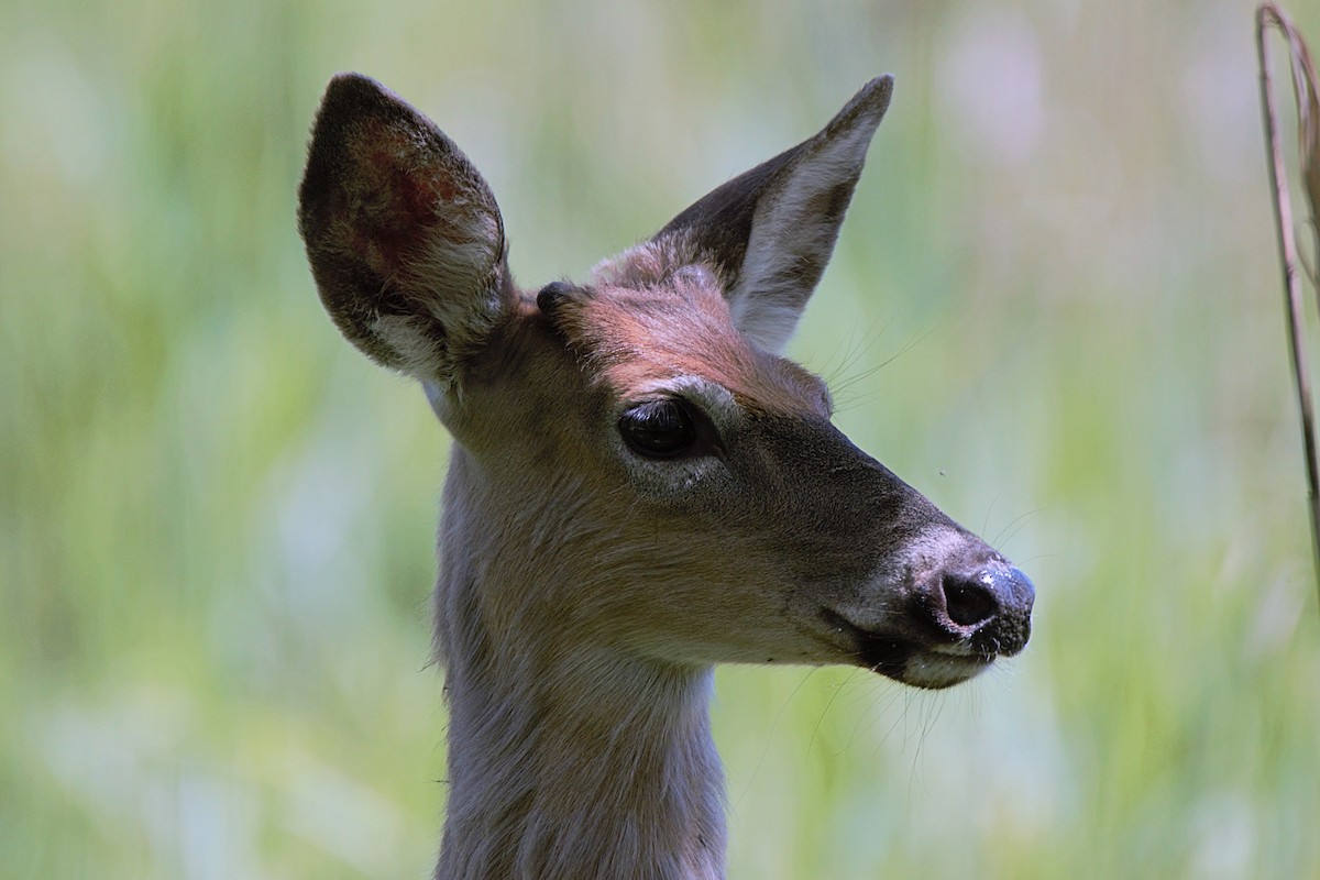 White-tailed Deer - ML635443979