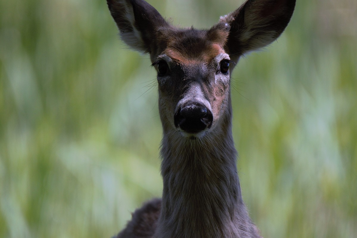 White-tailed Deer - ML635443980