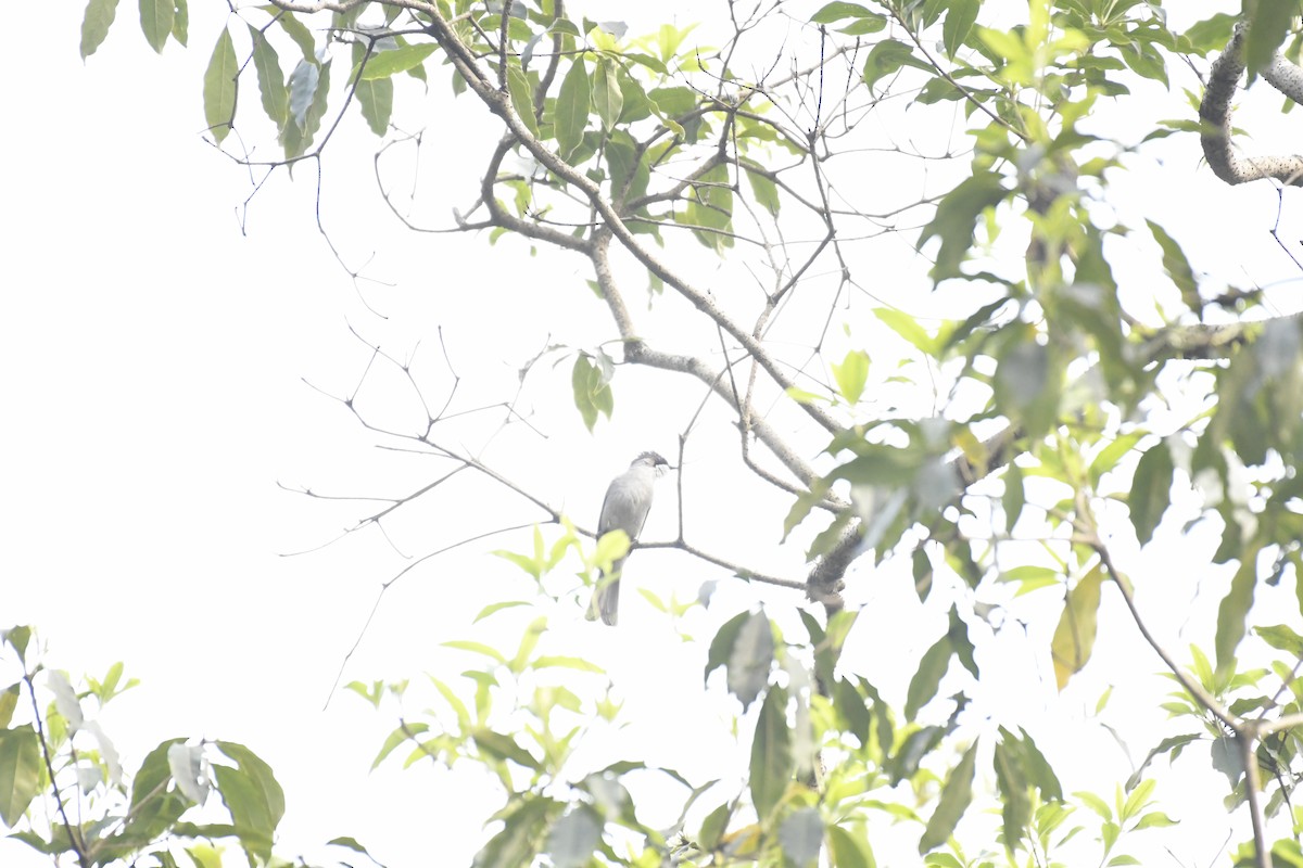 Ashy Bulbul - ML635444161