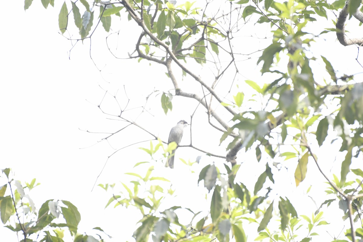 Ashy Bulbul - ML635444162