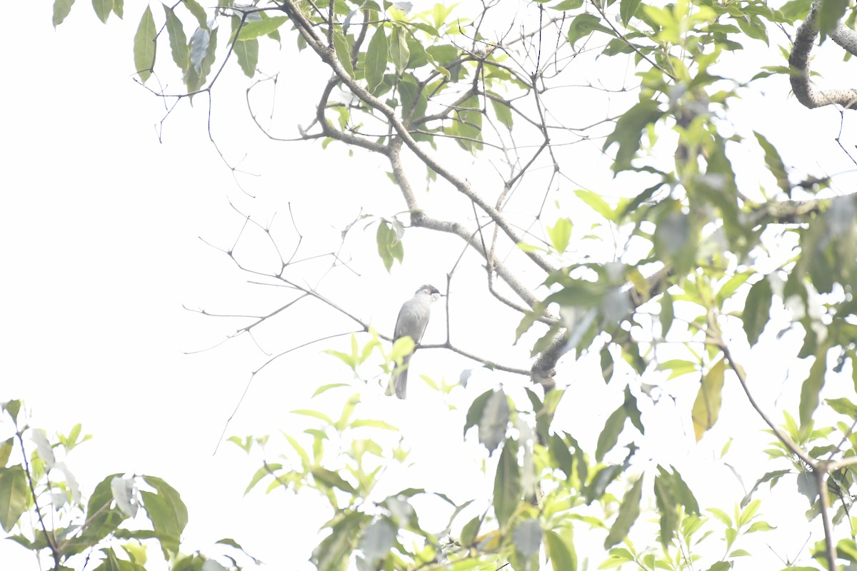 Ashy Bulbul - ML635444163