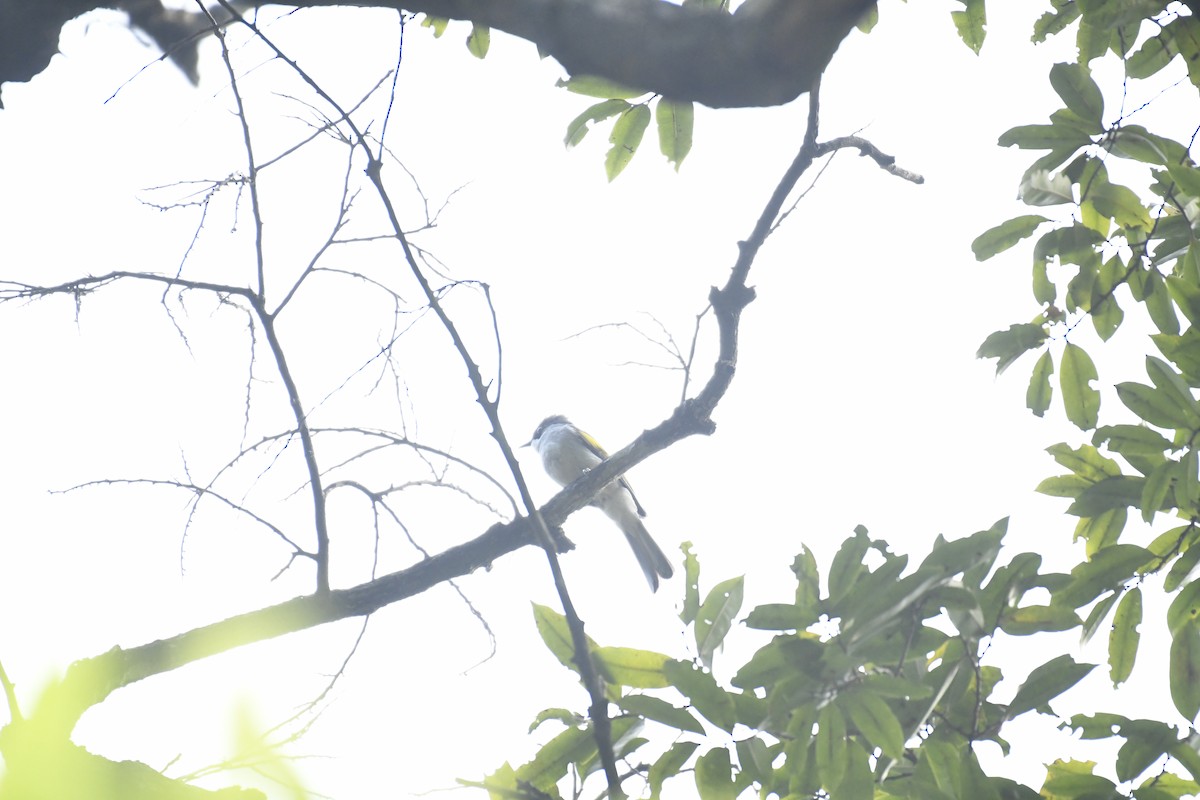 Ashy Bulbul - ML635444164