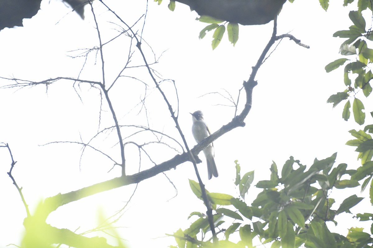 Ashy Bulbul - ML635444165