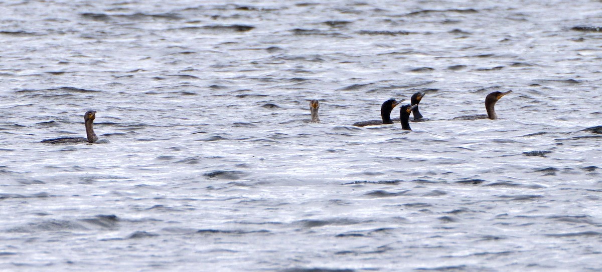 Double-crested Cormorant - ML635444182