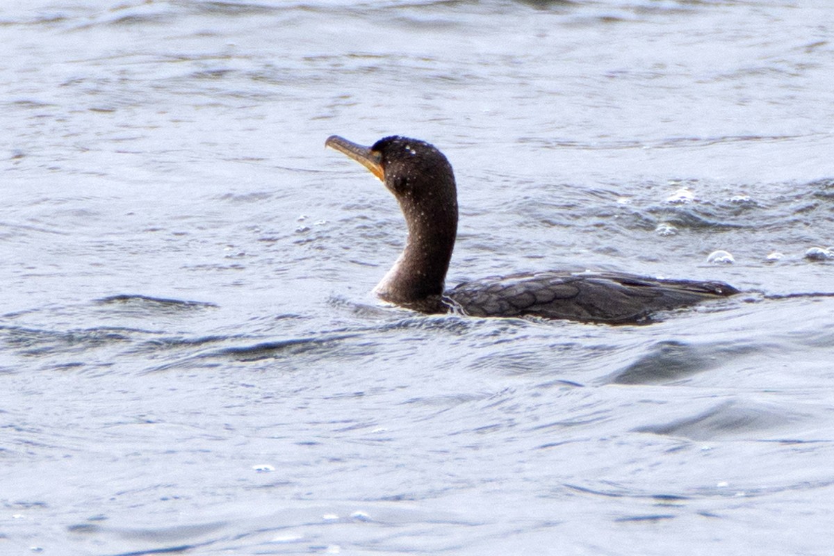 Double-crested Cormorant - ML635444183