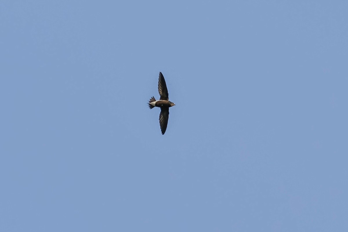 Silver-backed Needletail - ML635444213