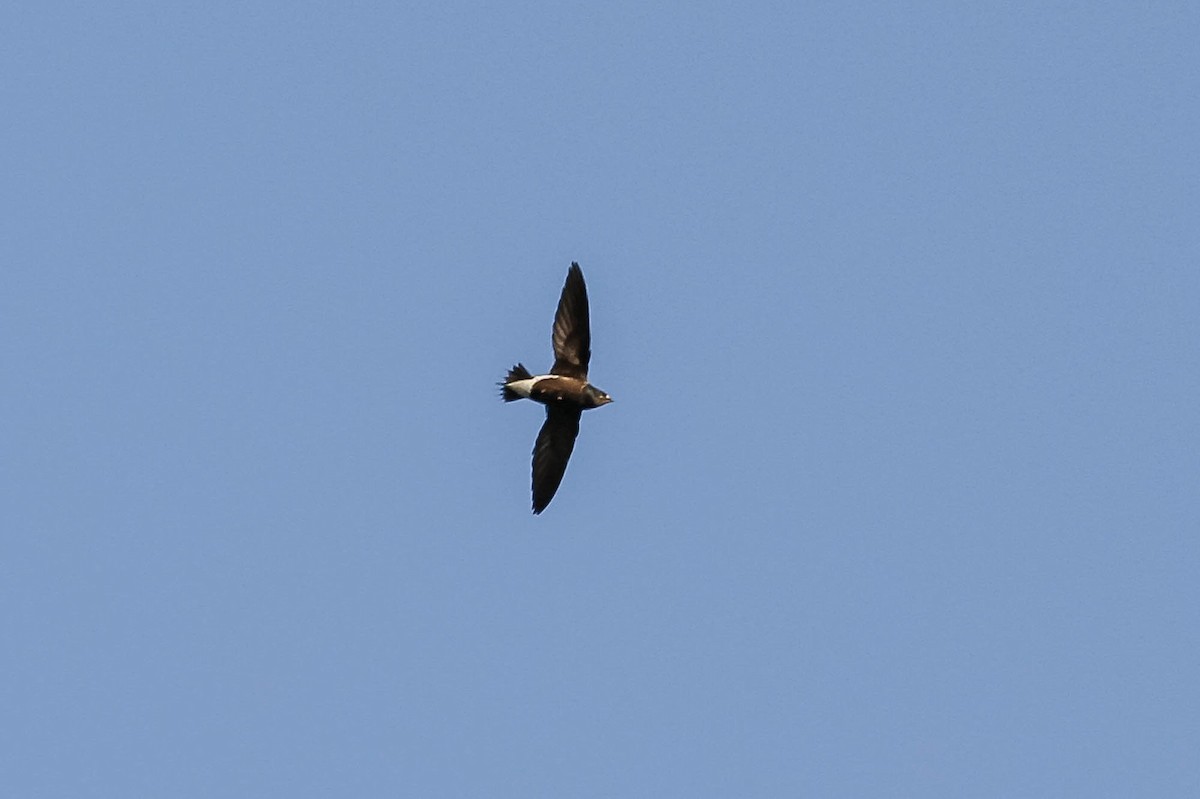 Silver-backed Needletail - ML635444214
