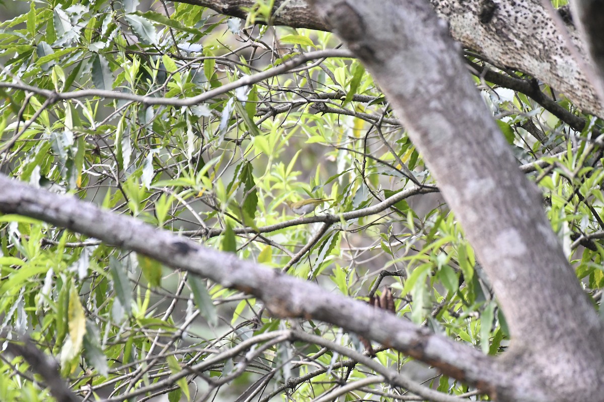 White-bellied Erpornis - ML635444225