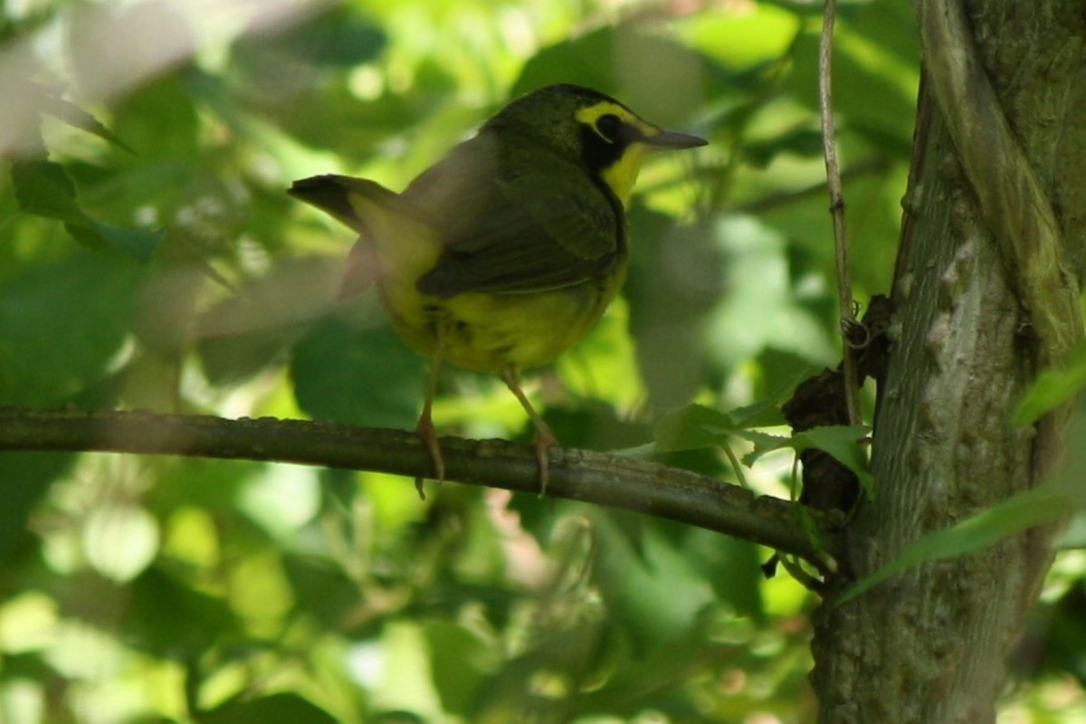 Kentucky Warbler - ML635444257