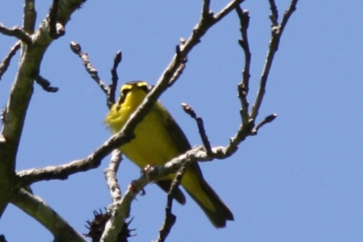 Kentucky Warbler - ML635444258
