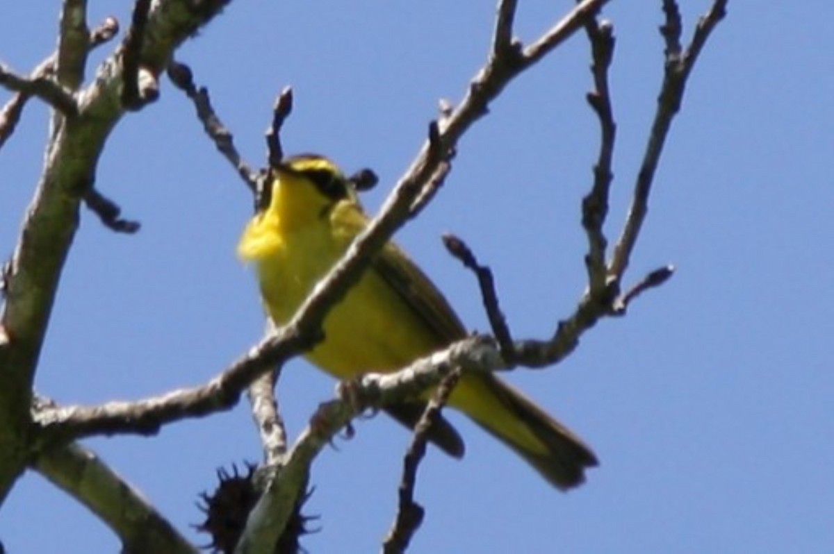 Kentucky Warbler - ML635444259