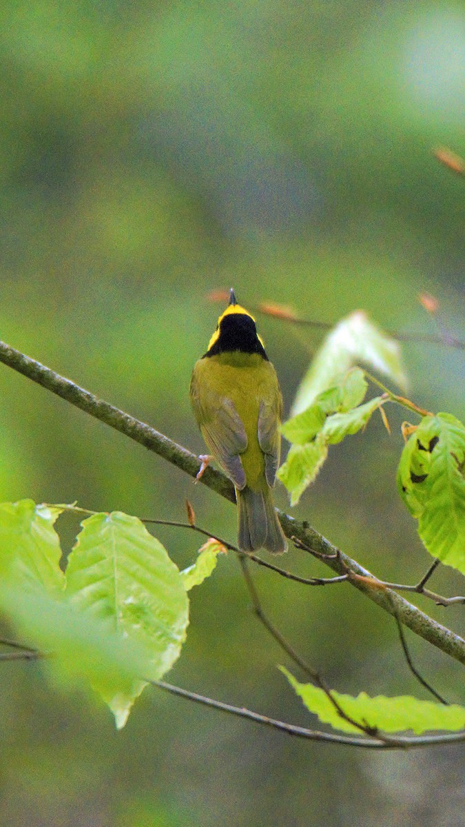 Hooded Warbler - ML635444271