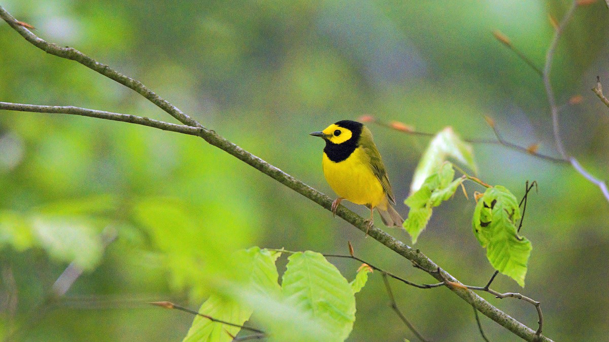 Hooded Warbler - ML635444272