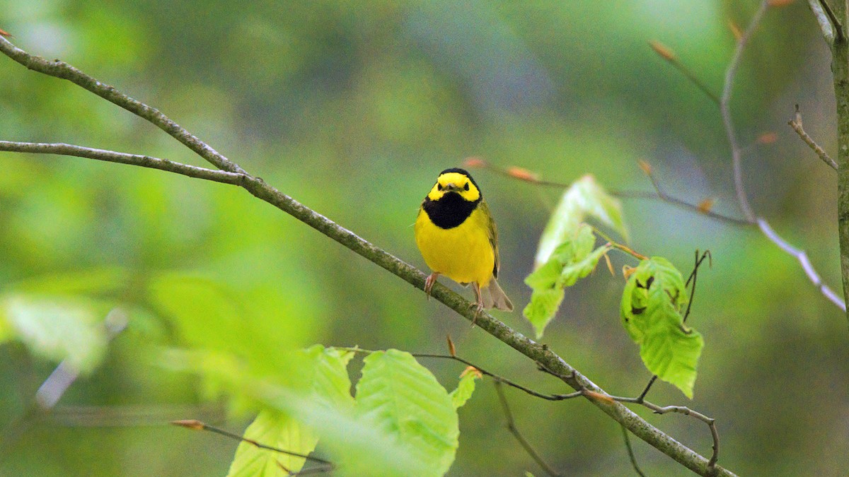 Hooded Warbler - ML635444273