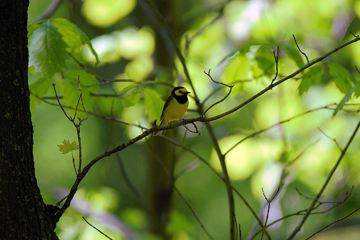 Hooded Warbler - ML635444274